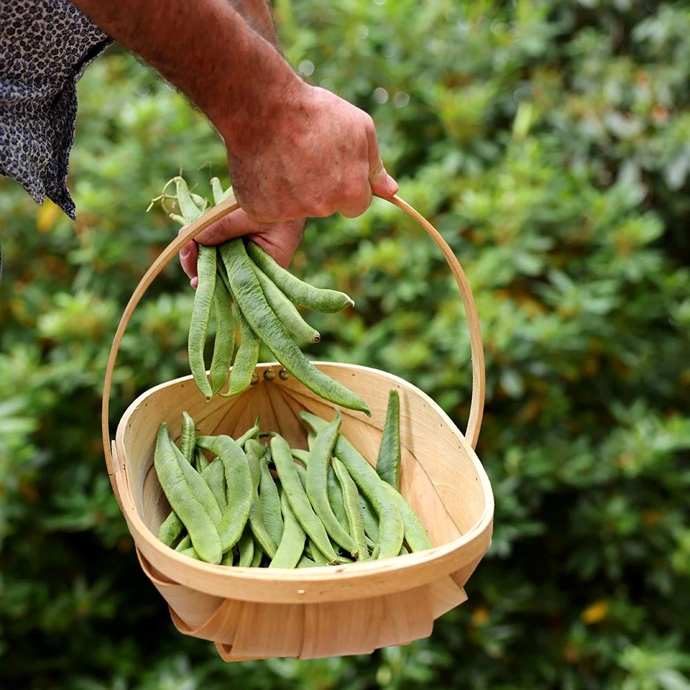 Bean White Lady | Runner Bean