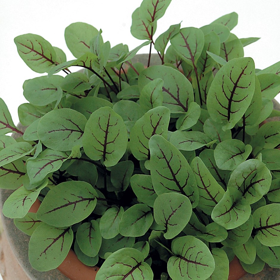 Sorrel Red Veined | Salad Leaves