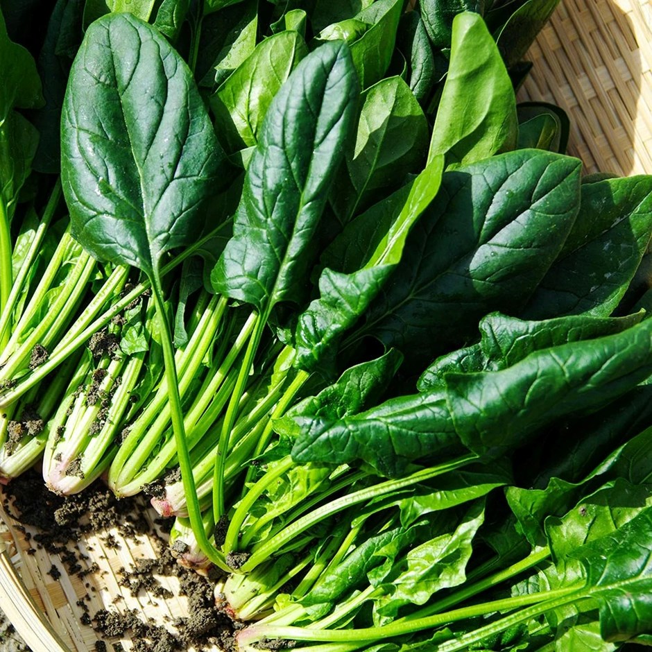 Spinach Matador