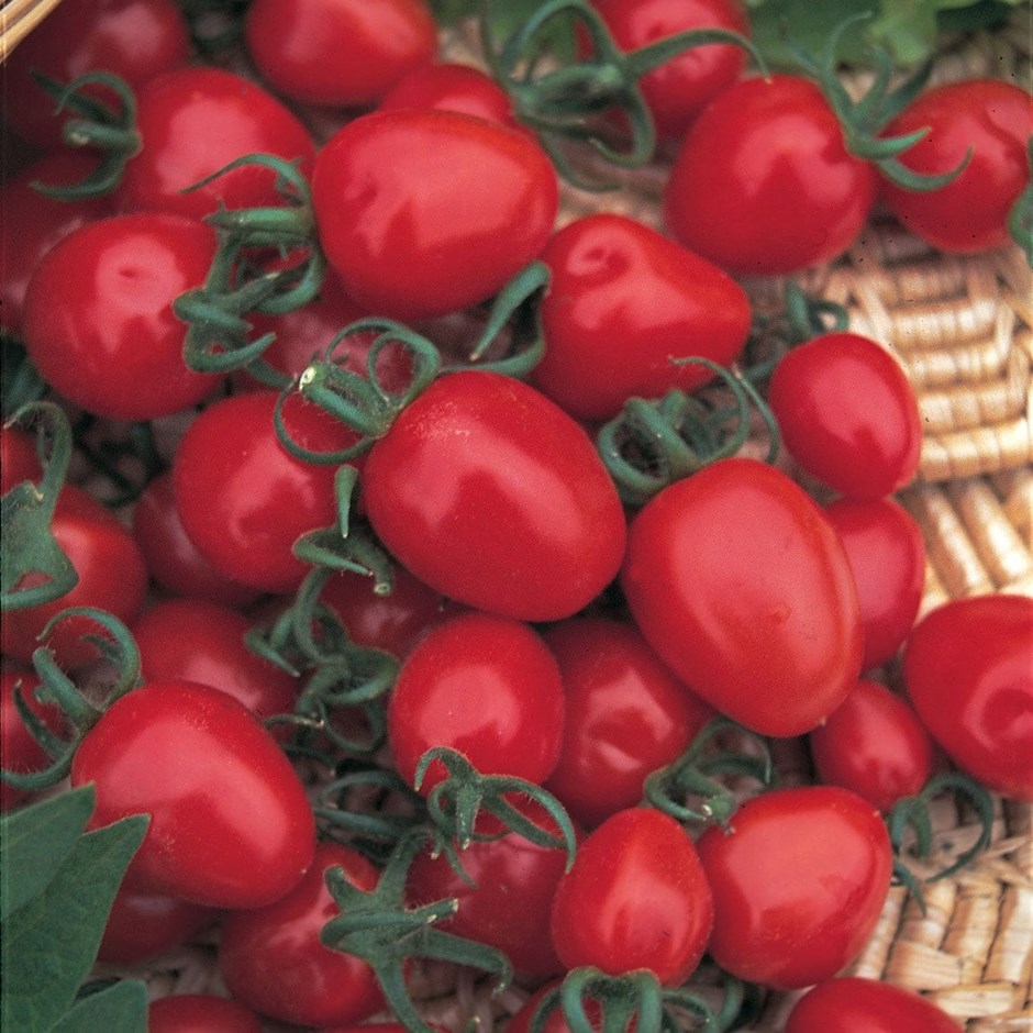 Tomato Red Alert | Cherry Tomato