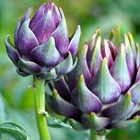 Artichoke Romanesco | Purple Globe Artichoke