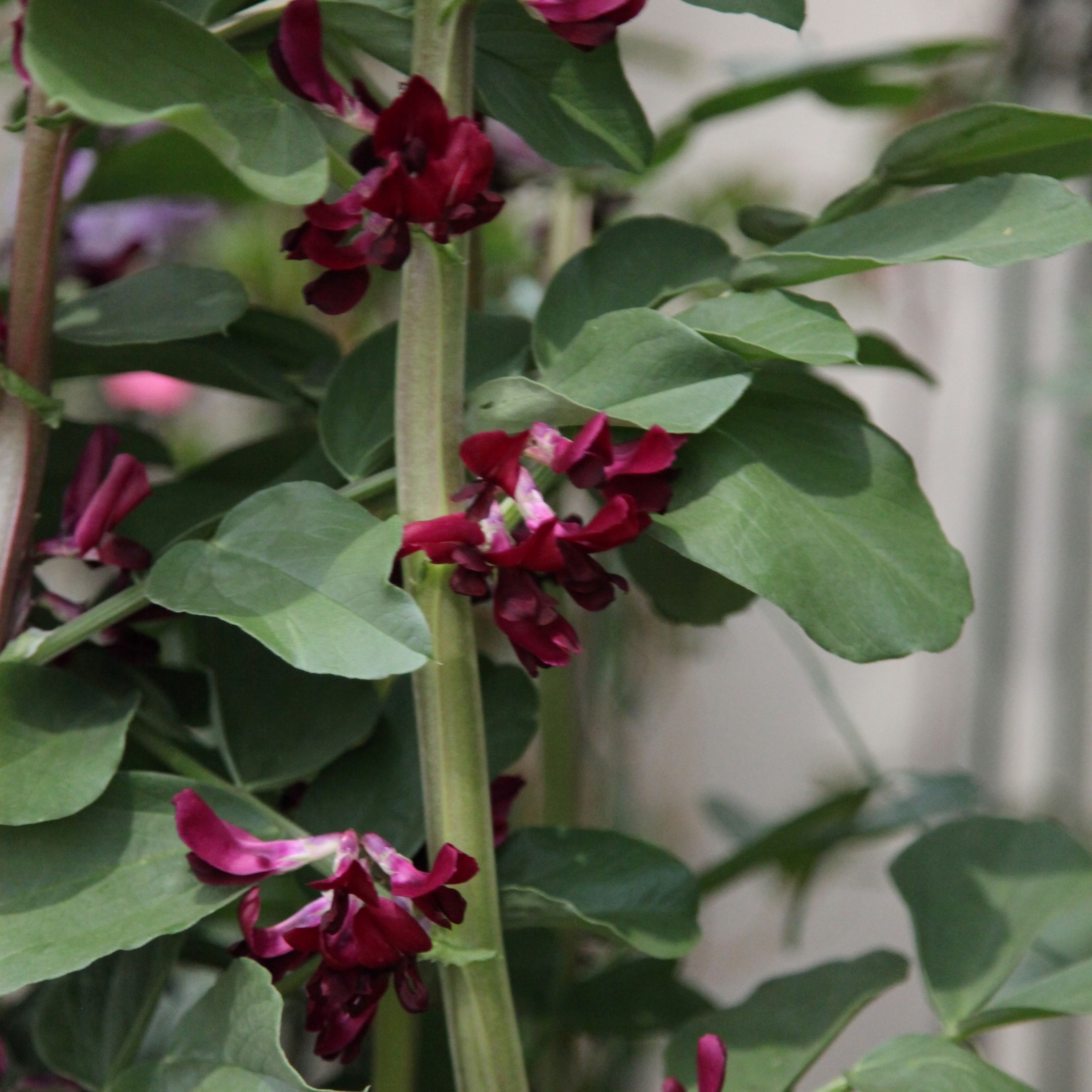 Broad Bean Crimson-flowered