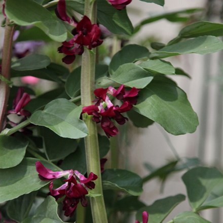 Broad Bean Crimson-flowered | Vicia faba