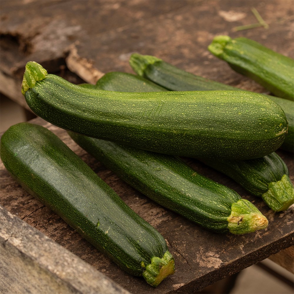 Courgette Defender F1 | Zucchini