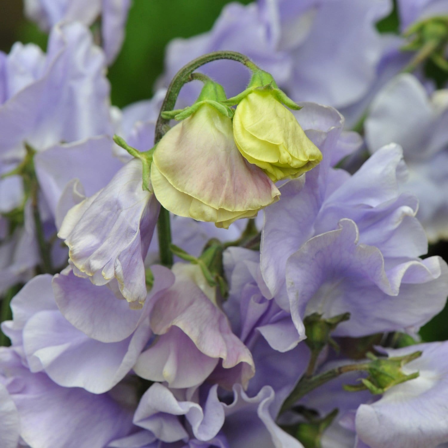 Sweet Pea Charlies Angel | Lathyrus