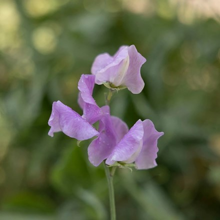 Lathyrus odoratus Daphne