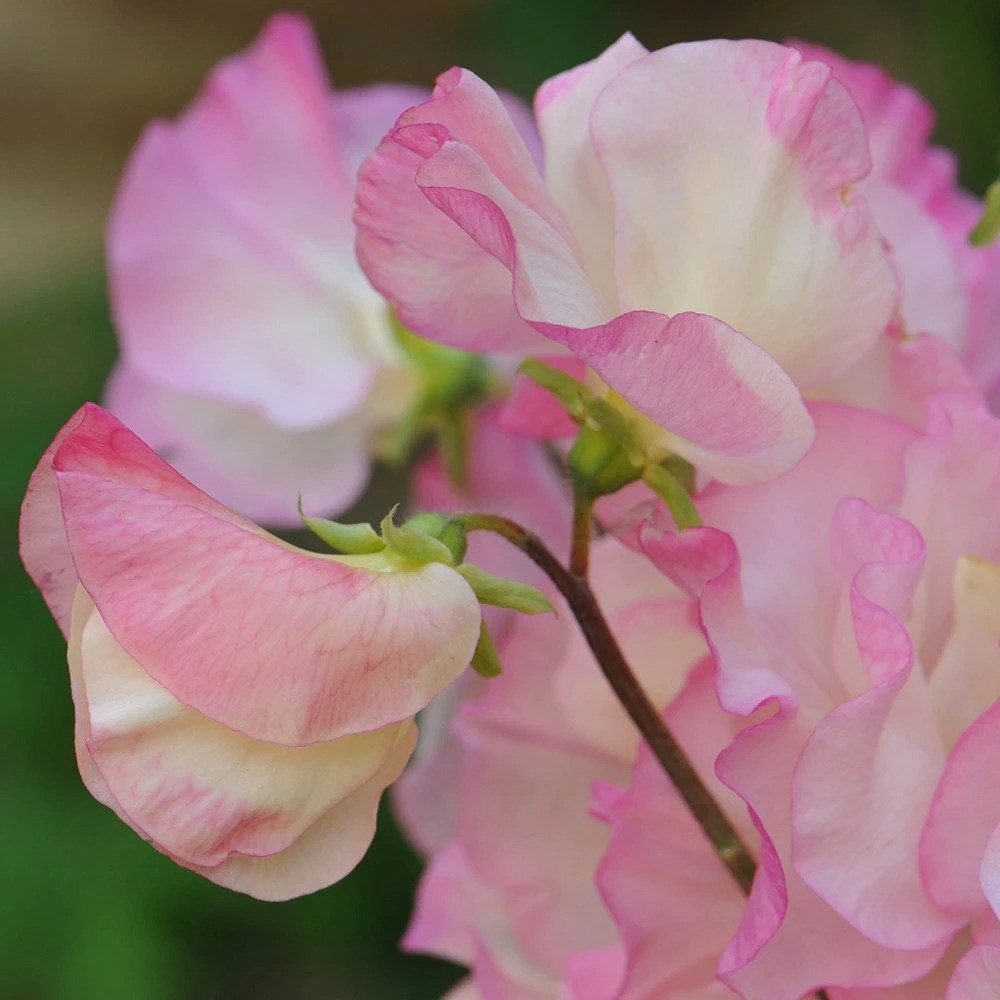 Sweet Pea (Spencer) Frolic | Lathyrus