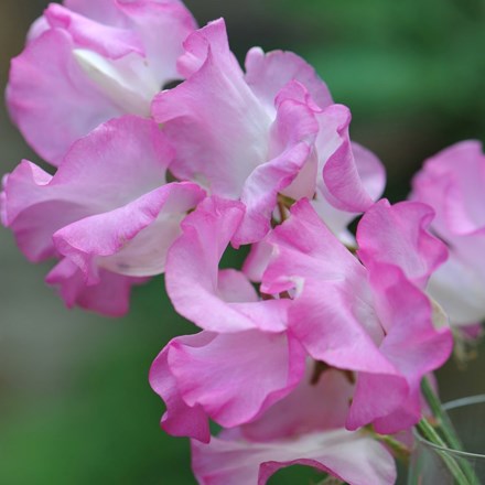 Lathyrus Odoratus Gwendoline | Spencer Sweet pea