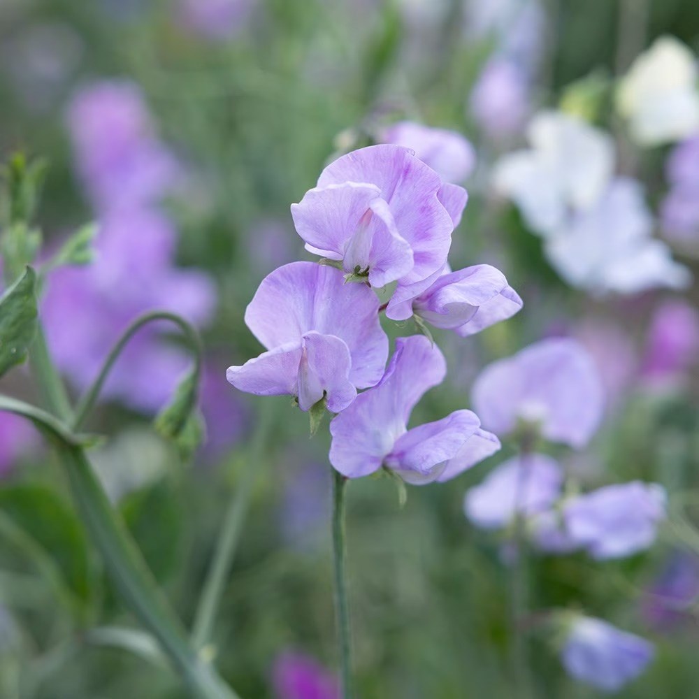 Sweet Pea (Spencer) Karen Louise | Lathyrus