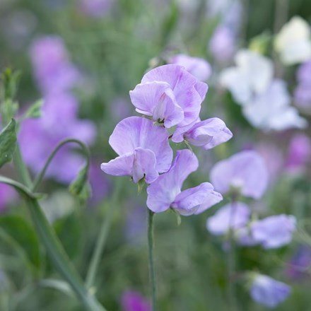 Sweet Pea (Spencer) Karen Louise | Lathyrus