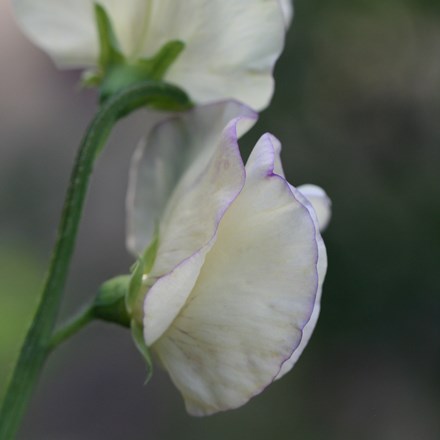 sweet pea seed modern grandiflora (syn. King's High Scent / April in Paris