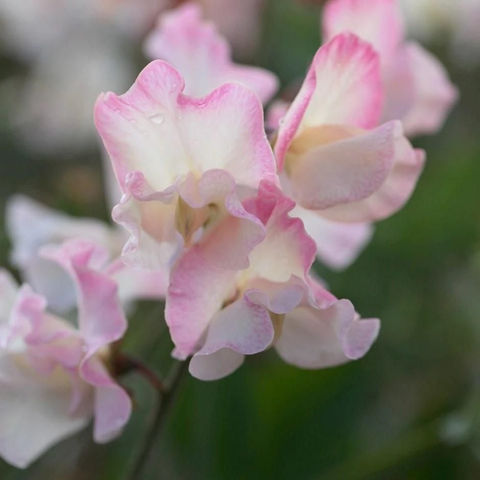 Lathyrus odoratus Mollie Rilstone | Spencer Sweet Pea