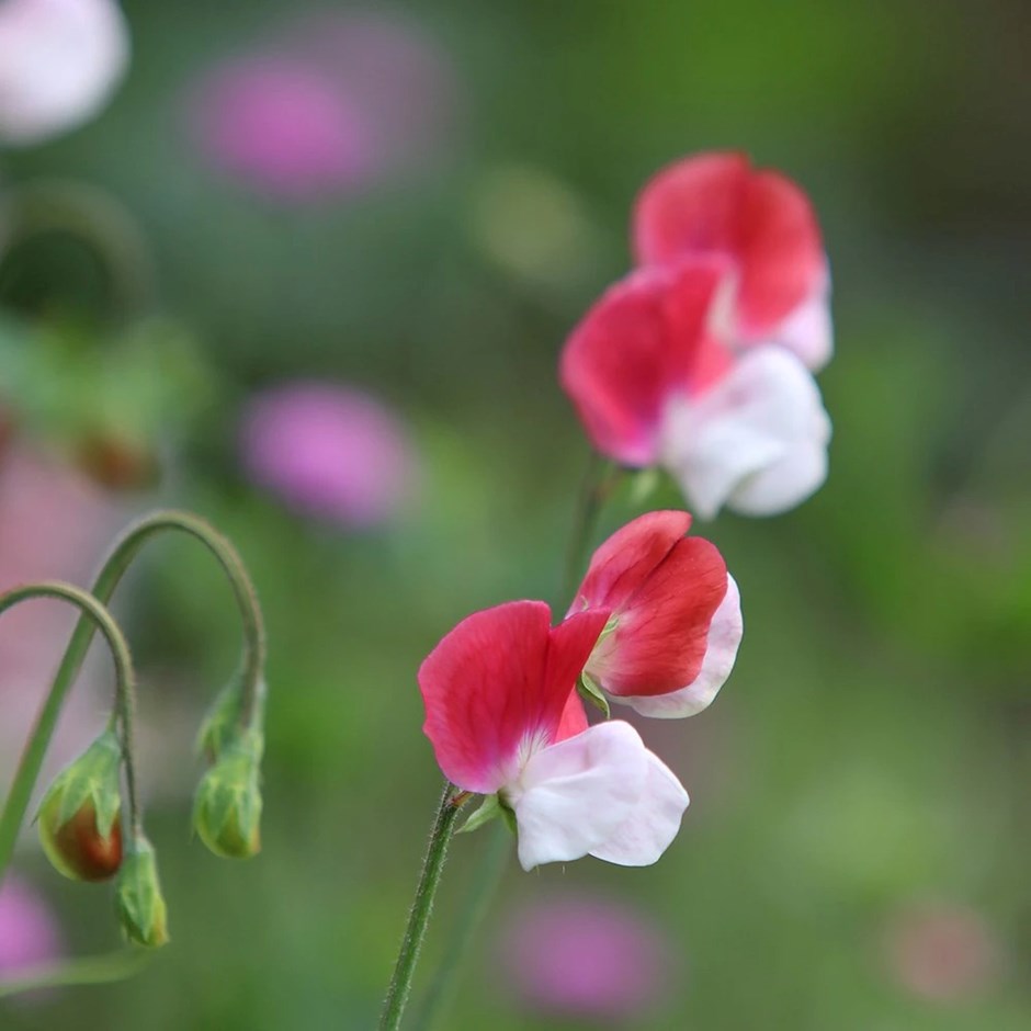 Lathyrus odoratus Painted Lady | Grandiflora Sweet Pea