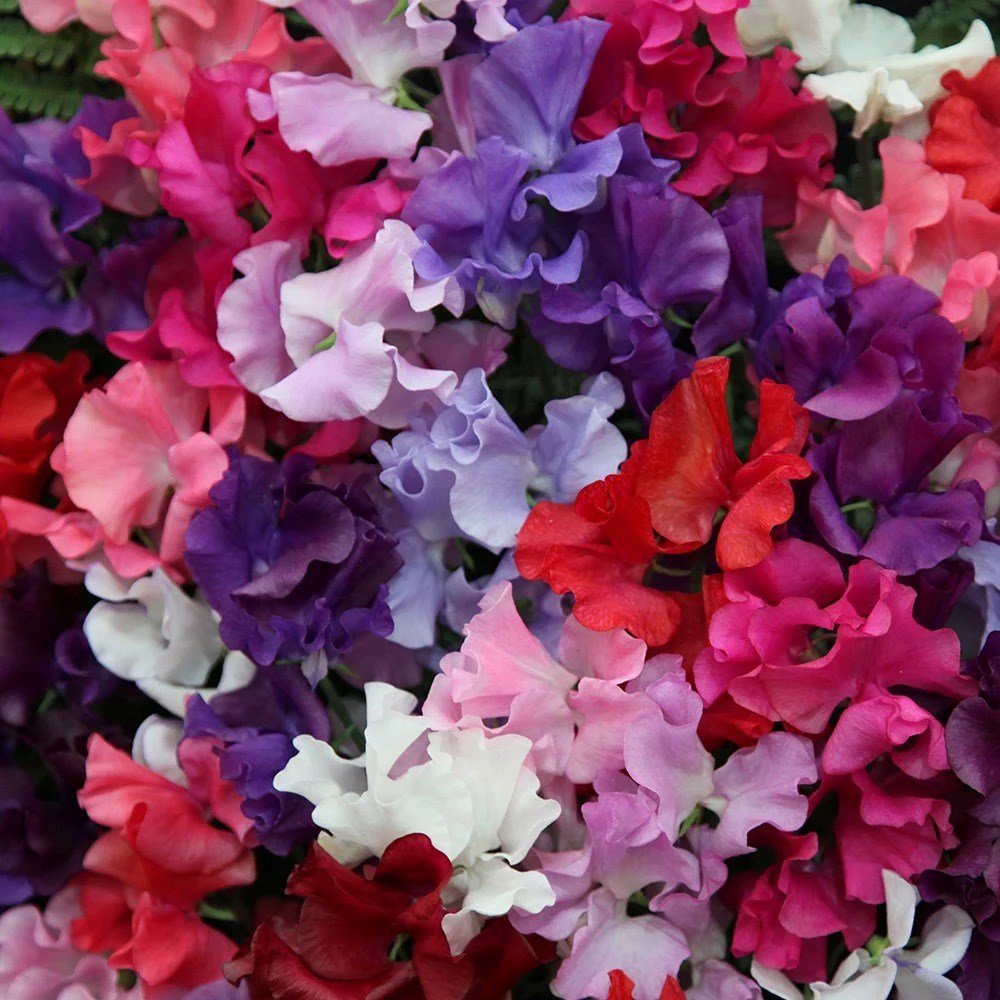 Giant Sweet Peas Spencer Waved Mixed | Lathyrus