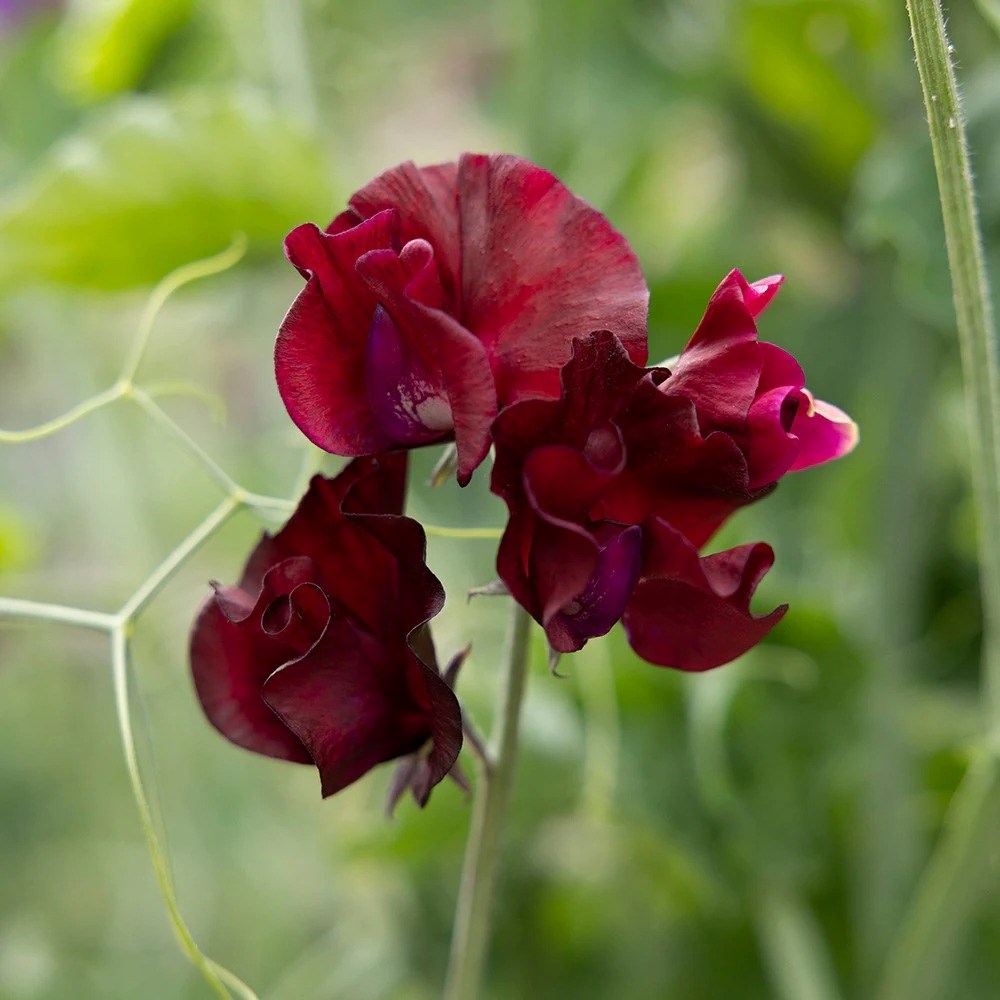 Sweet Pea (Spencer) Windsor | Lathyrus