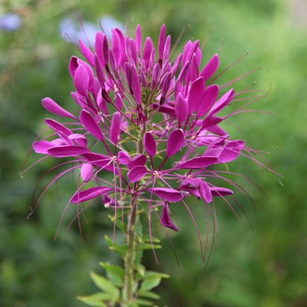 Cleome hassleriana Violet Queen | Spider Flower | approx 125 seeds