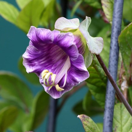 Cobaea scandens | Cup and Saucer Plant