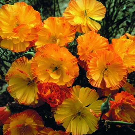 Eschscholzia californica Mission Bells | Californian Poppy