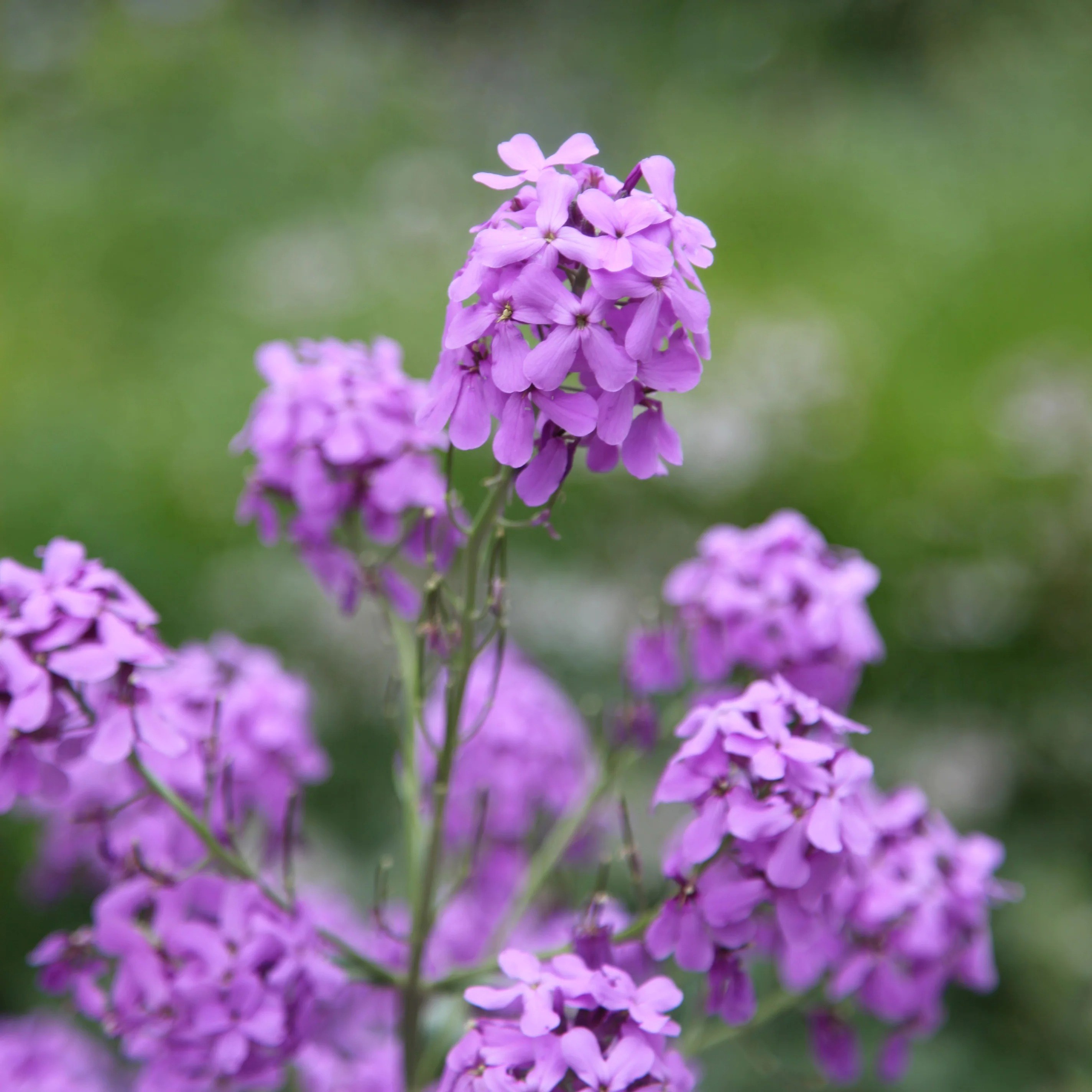 Hesperis Matronalis | Sweet Rocket