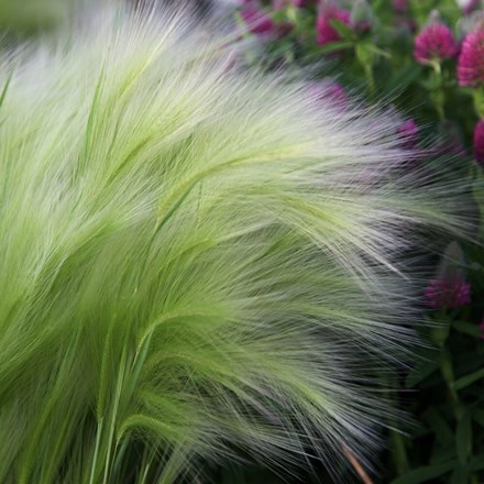 Hordeum Jubatum | Squirrel Tail Grass