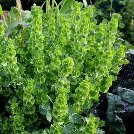 Moluccella laevis | Bells of Ireland