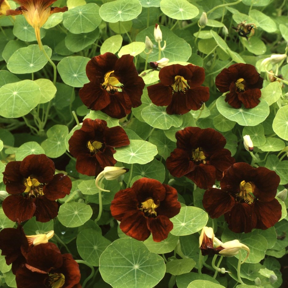 Nasturtium Black Velvet | Tropaeolum 
