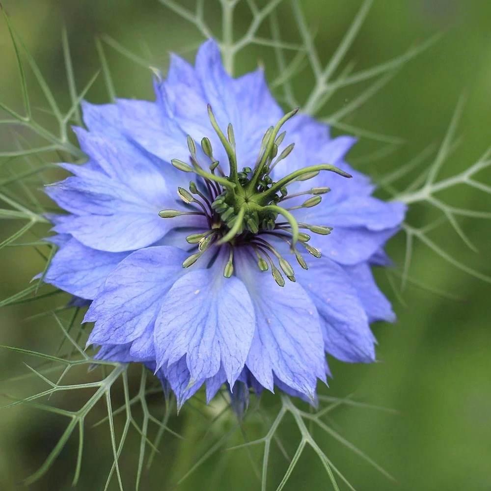 Nigella Miss Jekyll | Love-In-A-Mist