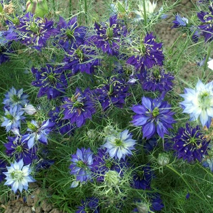 Nigella damascena Oxford Blue | Love-in-a-mist