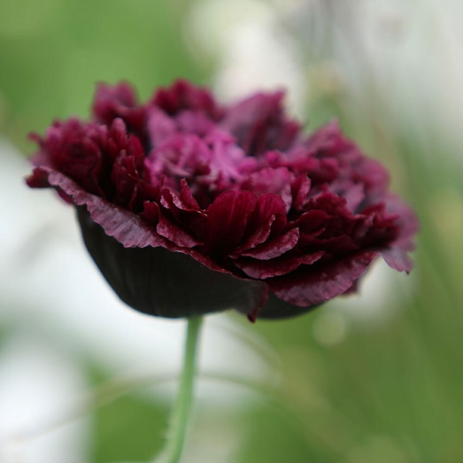 Papaver Somniferum Black Paeony | Opium Poppy