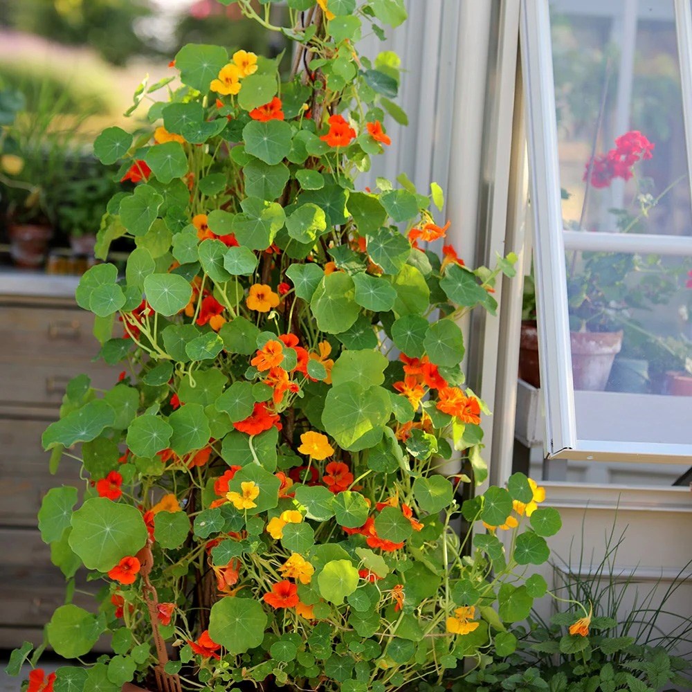 Nasturtium Climbing Mixed | Tropaeolum
