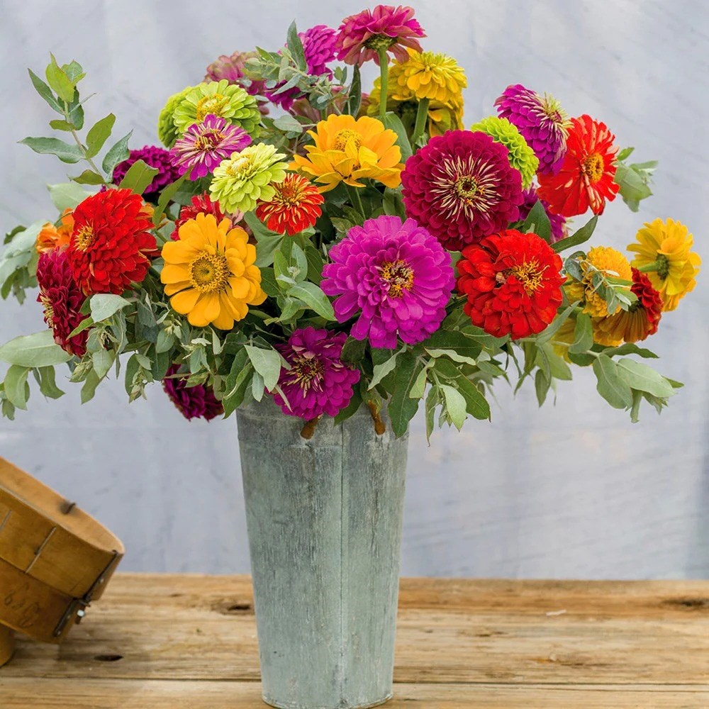 Zinnia Dahlia-Flowered Mixed