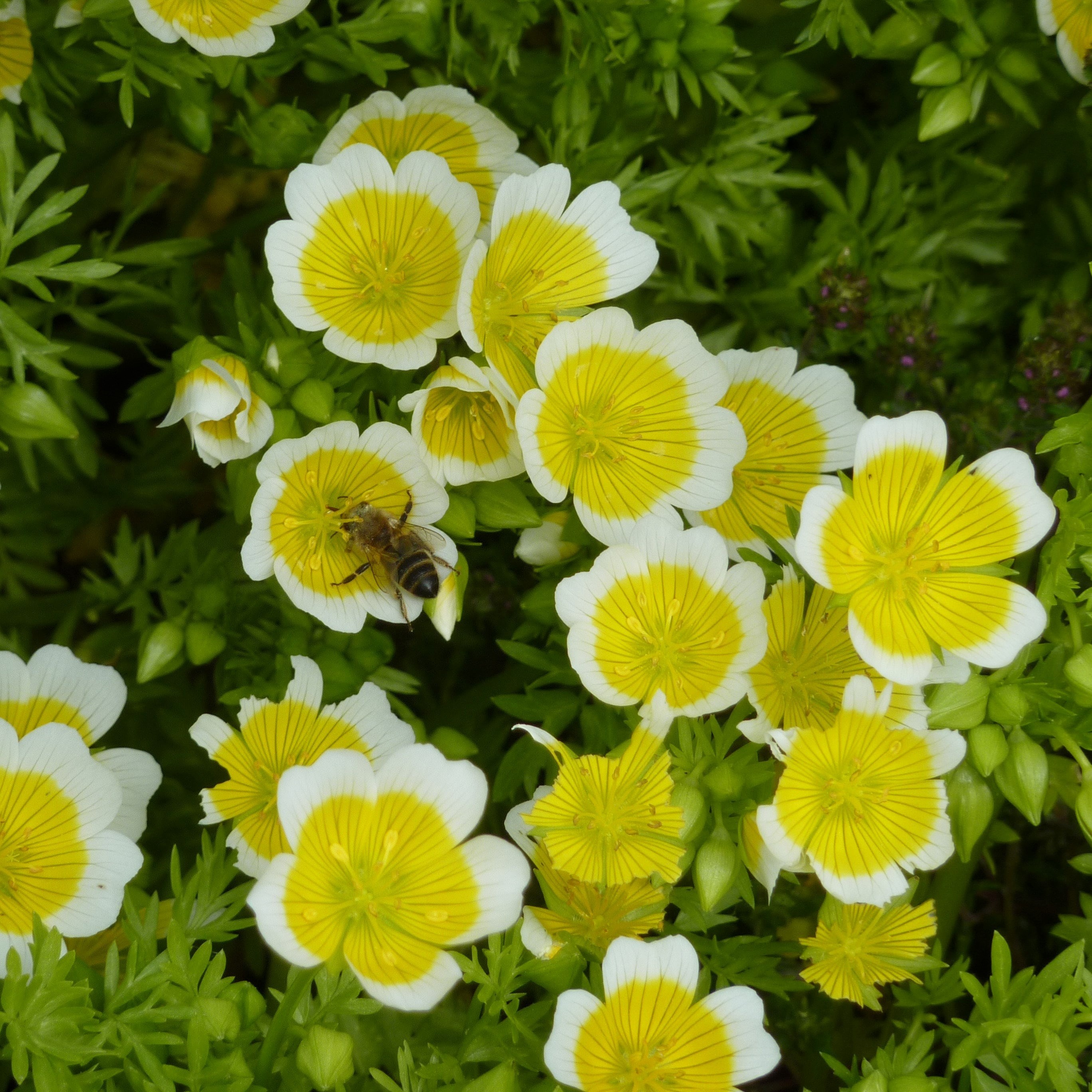 Limnanthes Douglasii | Poached Egg Flower