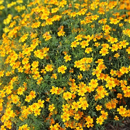 Tagetes tenuifolia Golden Gem | Signet Marigold | approx 225 seeds
