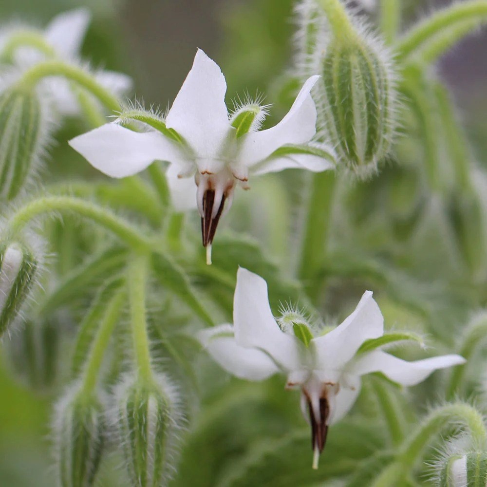 Borage White | Borago Officinalis Alba 