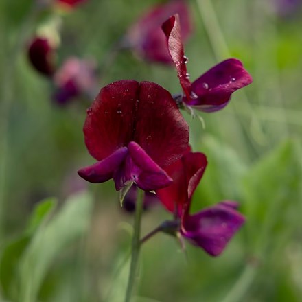 Lathyrus odoratus Beaujolais | Spencer Sweet Pea