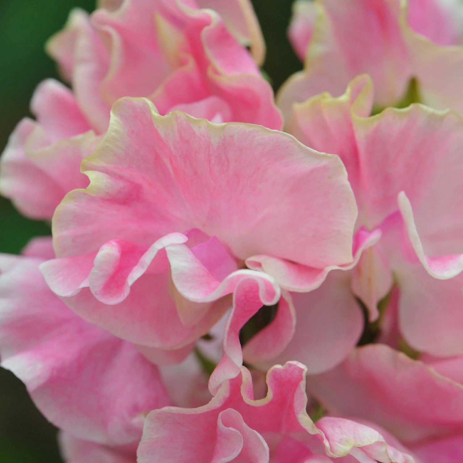 Sweet Pea (Spencer) Mrs Bernard Jones | Lathyrus