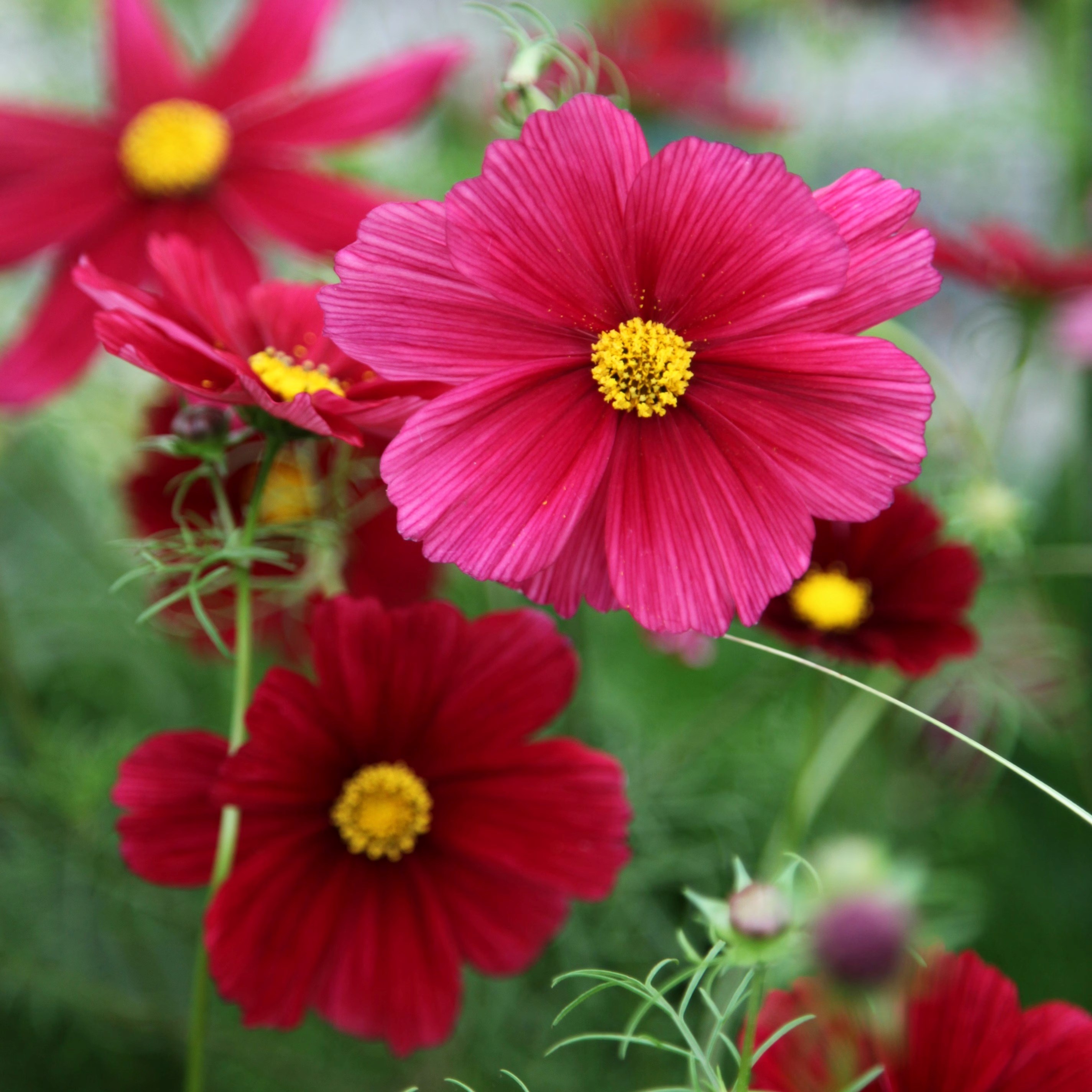Cosmos Rubenza