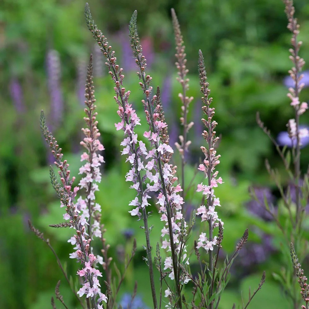 Linaria Purpurea Canon Went | Toadflax