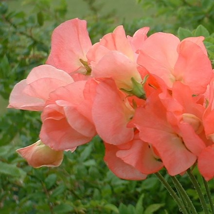 Lathyrus odoratus Princess Elizabeth | Spencer Sweet Pea