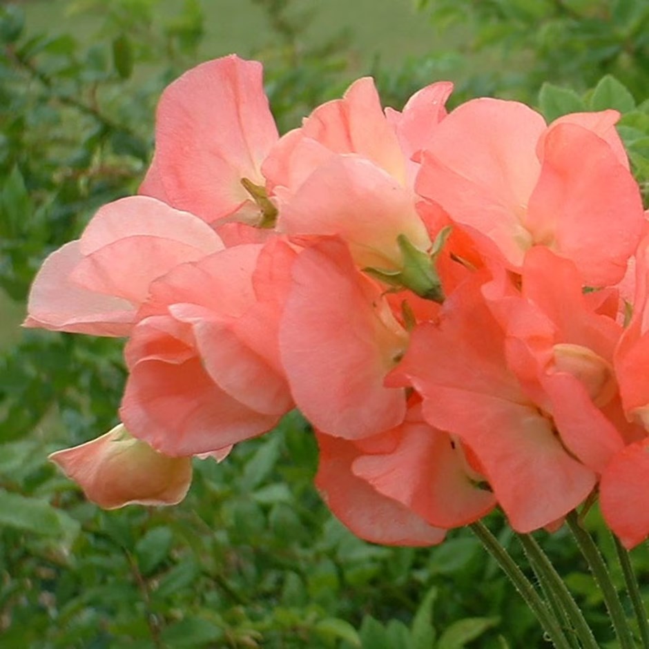 Lathyrus odoratus Princess Elizabeth | Spencer Sweet Pea