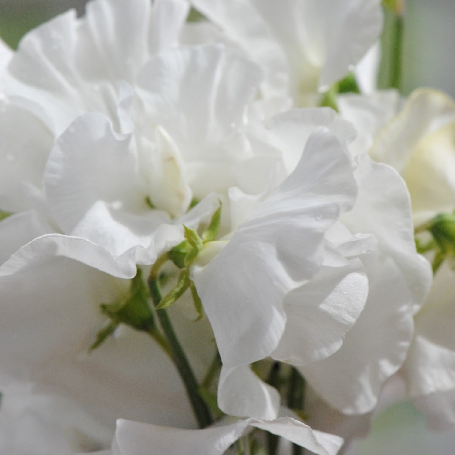 Sweet Pea (Spencer) White Frills | Lathyrus