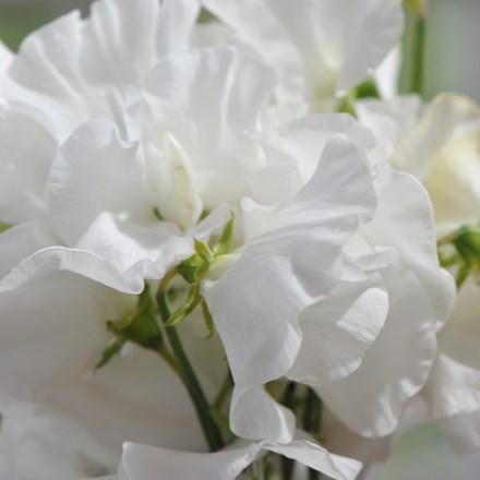 Sweet Pea (Spencer) White Frills | Lathyrus