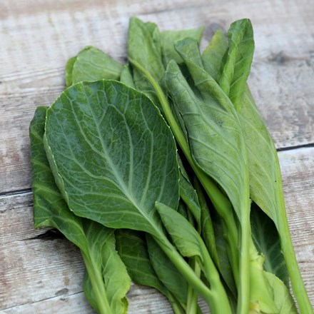 Kailaan / Kai-lan | Chinese Broccoli