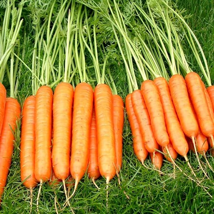 Carrot Sweet Candle F1