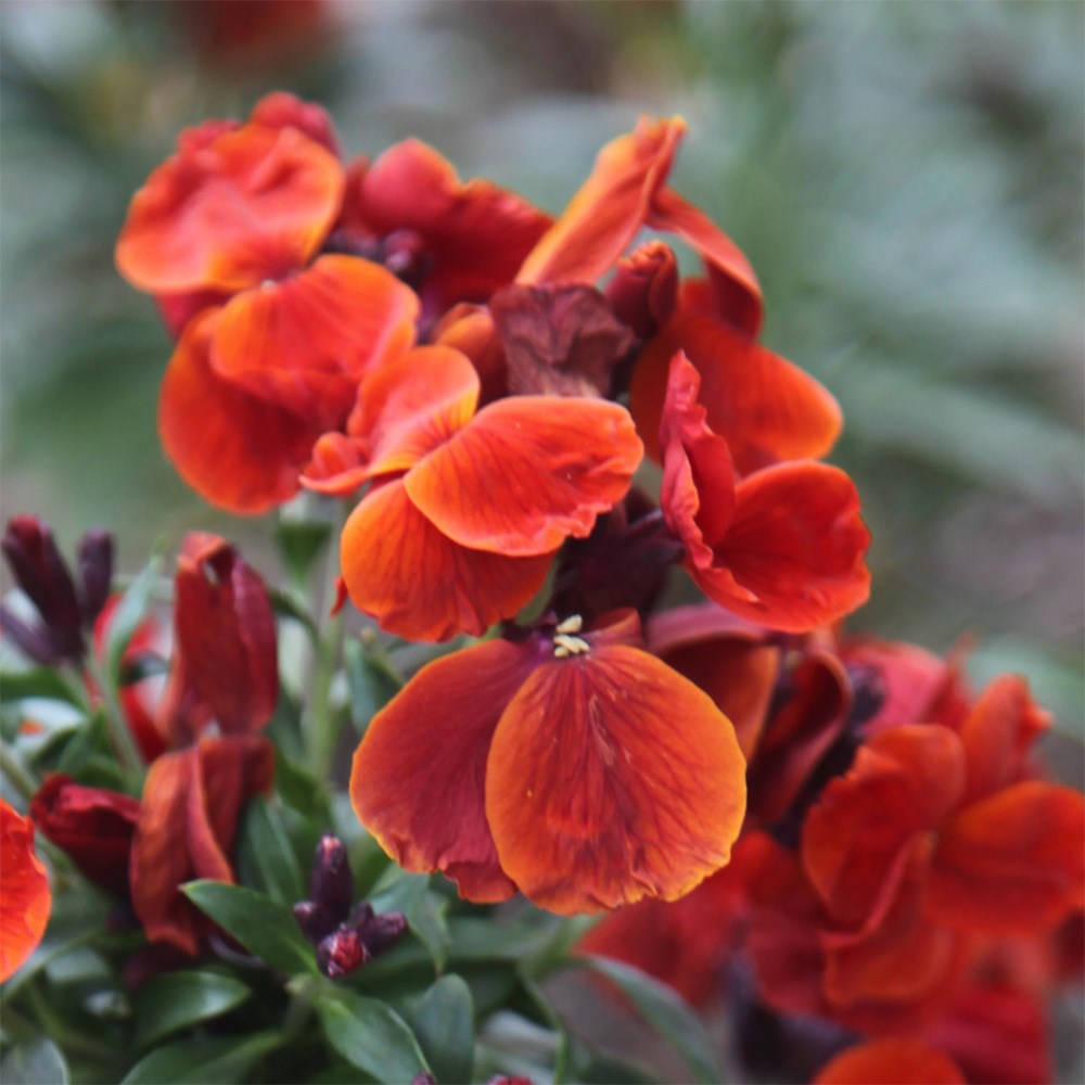 Wallflower Fire King | Erysimum