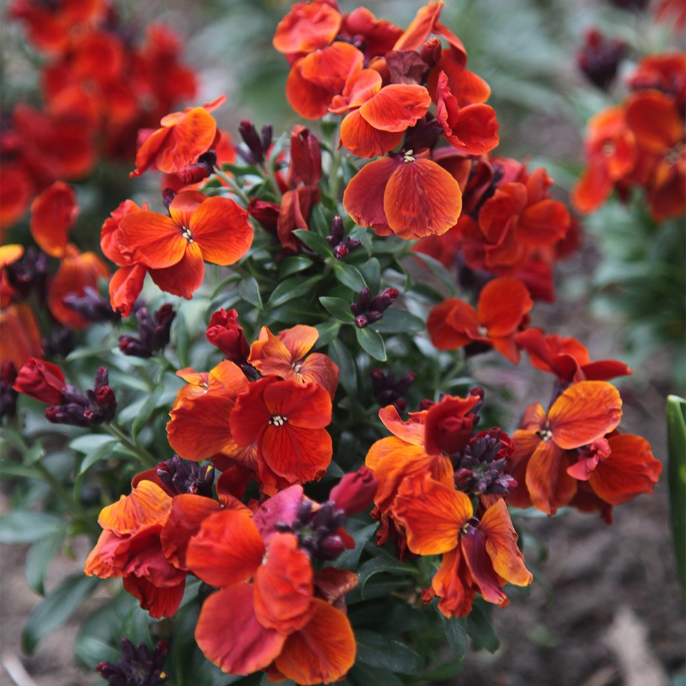 Wallflower Fire King | Erysimum