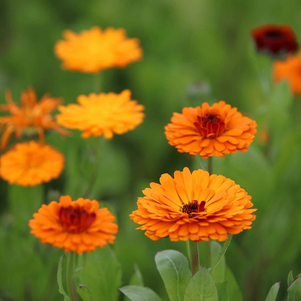 Calendula Officinalis Indian Prince | English Marigold