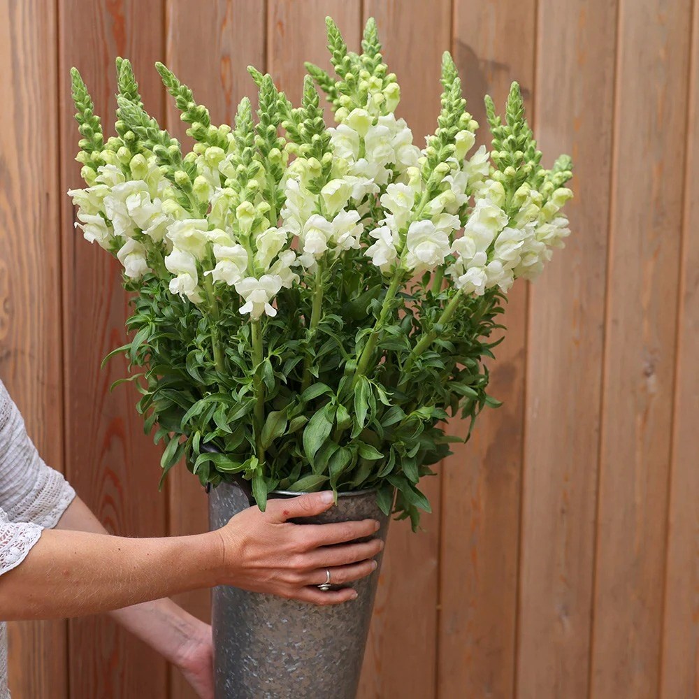 Antirrhinum Admiral White | Snapdragon
