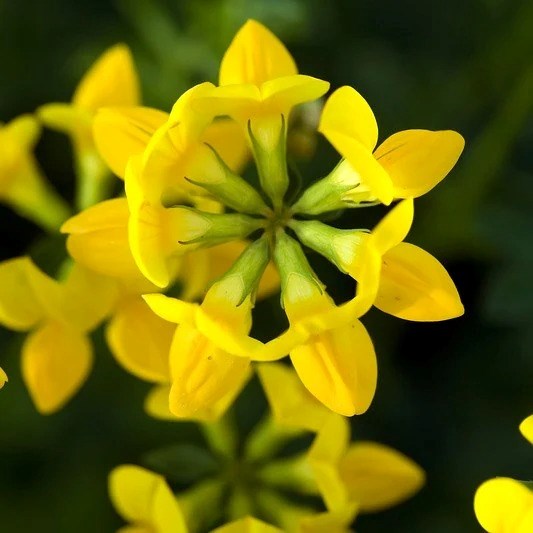 Lotus corniculatus | Birds Foot Trefoil