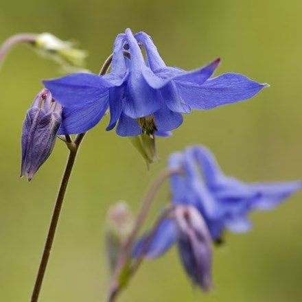 Aquilegia vulgaris | Columbine